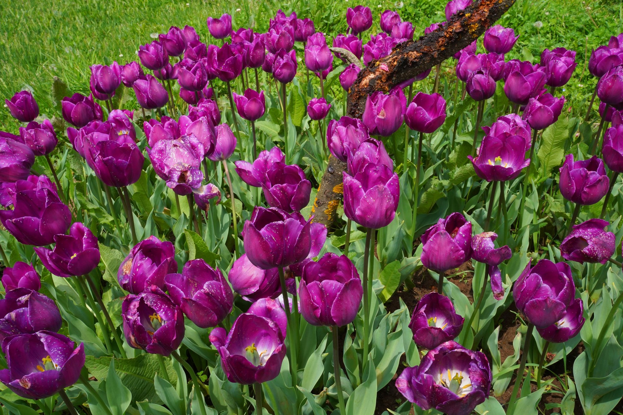 Tulip Garden